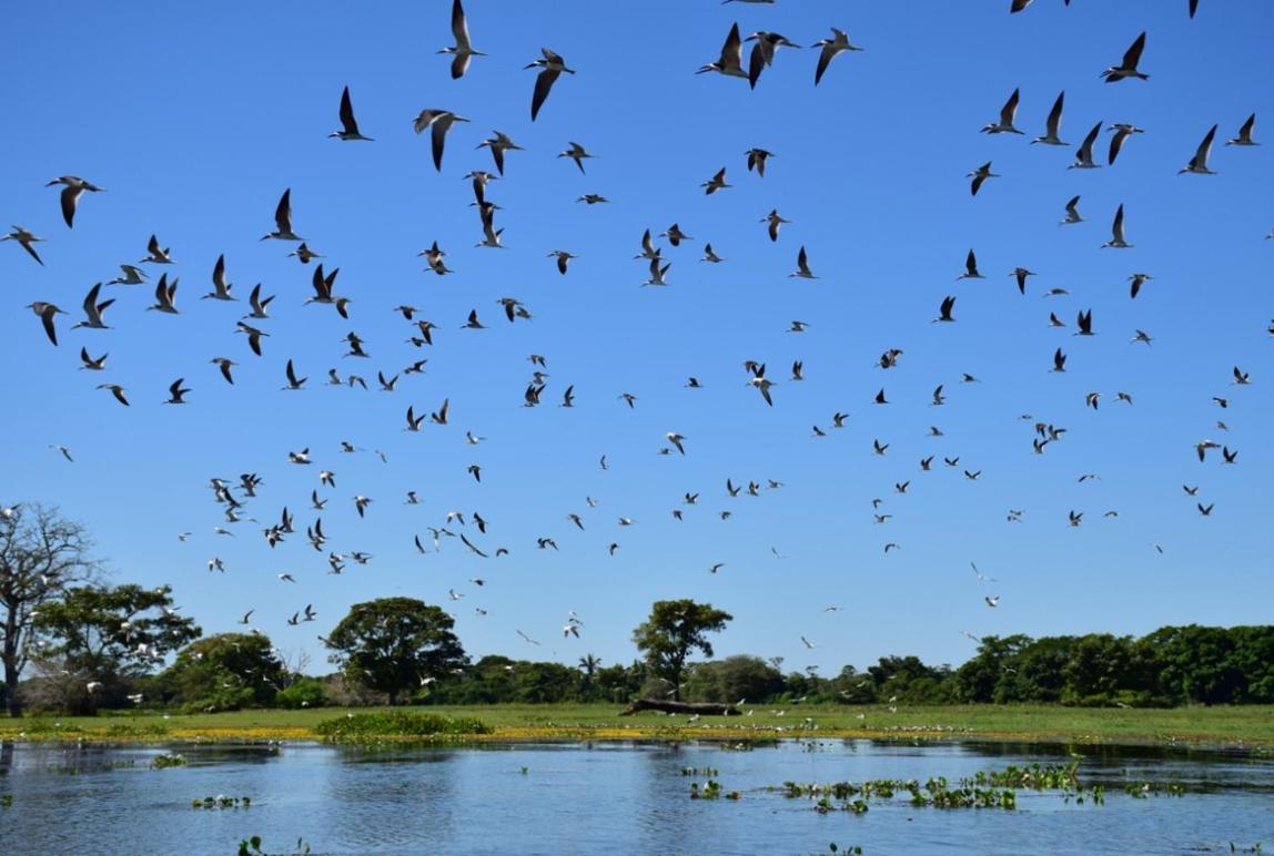Pantanal - Pousada Sia Mariana Barao de Melgaco Экстерьер фото