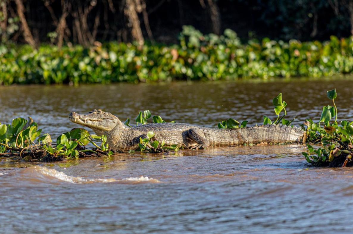 Pantanal - Pousada Sia Mariana Barao de Melgaco Экстерьер фото